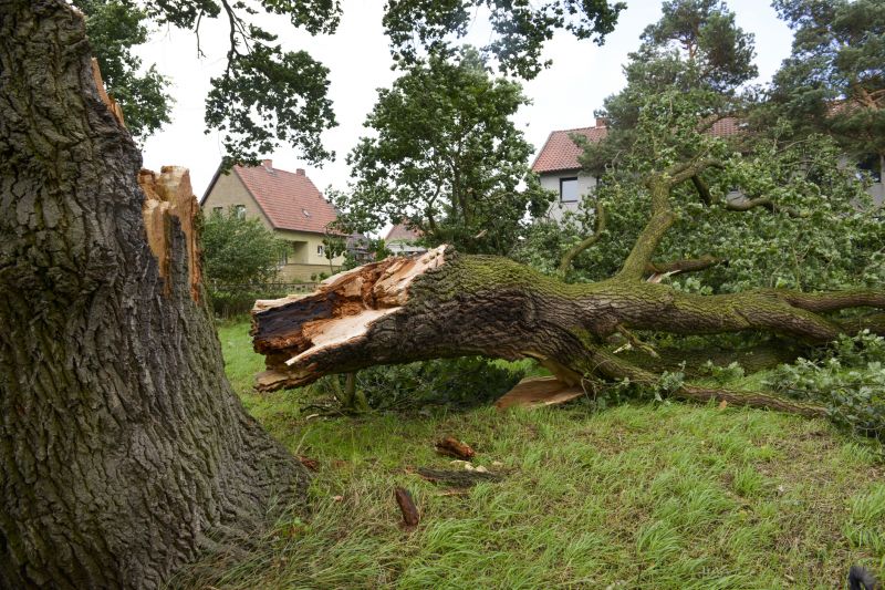 Storm-Damaged Tree