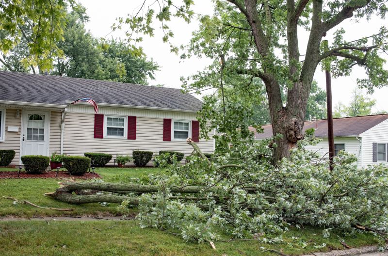 Fallen Tree Blocking Driveway