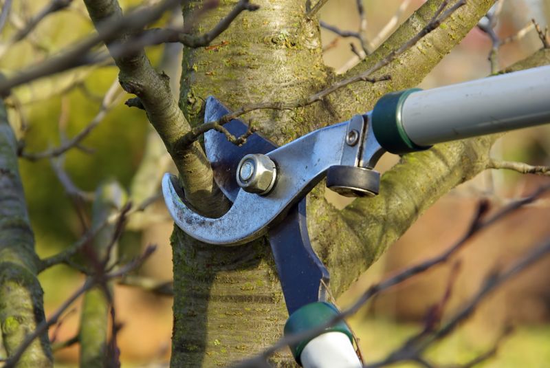 Products For Tree Trimmings in use