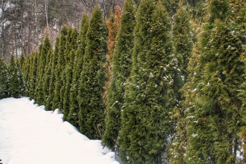 Winter Dormant Trimming