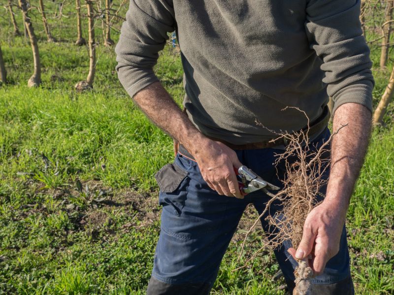 Understanding Tree Trimming Costs — Cost of Tree Trimming