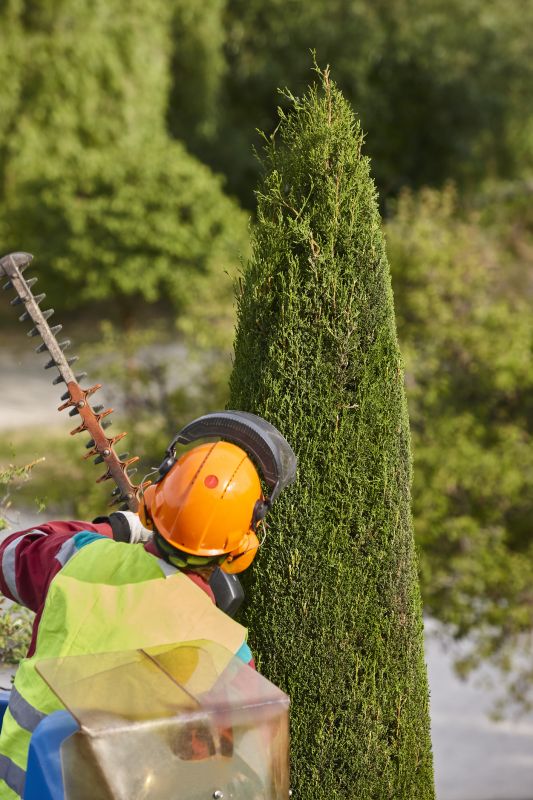 Understanding Tree Trimming Costs — Cost of Tree Trimming