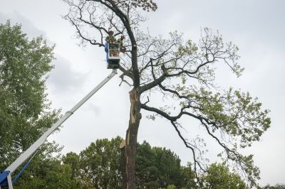 Emergency Tree Trimmers