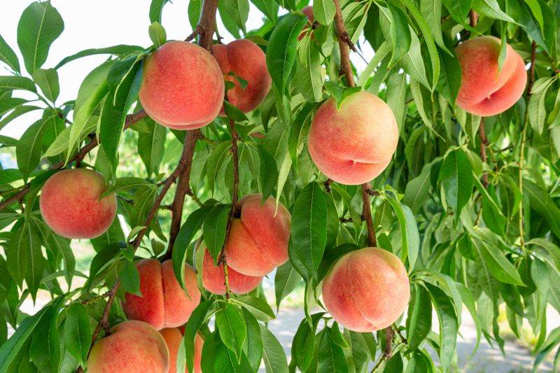 Get Professional Peach Tree Trimming To Enhance Tree Appearance!