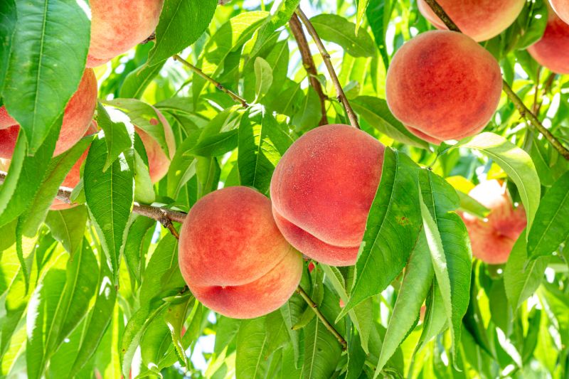 Get Professional Peach Tree Trimming To Increase Fruit Production!