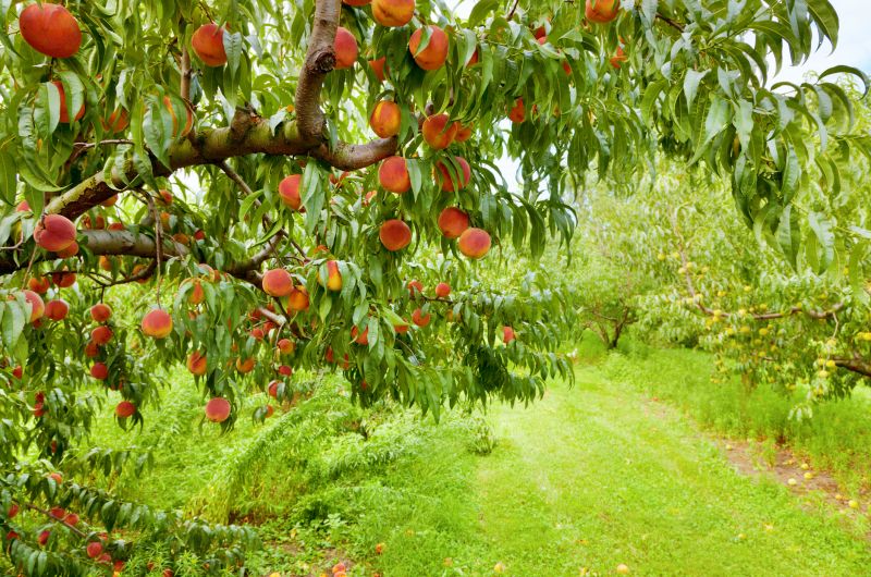 Increases Fruit Production