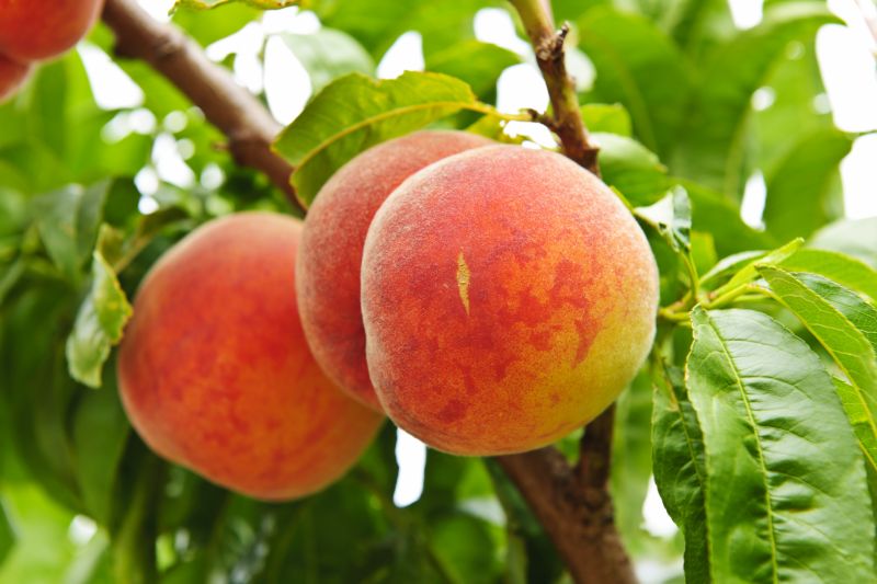 Prevent Disease Spreading With Professional Peach Tree Trimming Service!